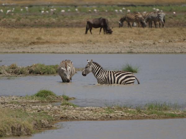 <h3><a href="/trips/tanzania/biota/animalia/chordata/mammalia/perissodactyla/equidae/equus quagga/equus quagga-nl.html">Equus&nbsp;quagga</a> / Plains&nbsp;zebra / Zebra</h3>OM-1 Mark II met OLYMPUS M.150-400mm F4.5, 1/2000 sec  bij F5.0, ISO 200, afstand 149&nbsp;m